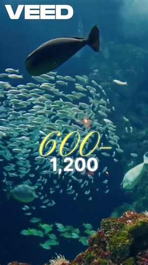 Why the Blobfish Looks So Strange ?