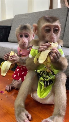 🌿 Peaceful Days with Cute Monkey 🏡