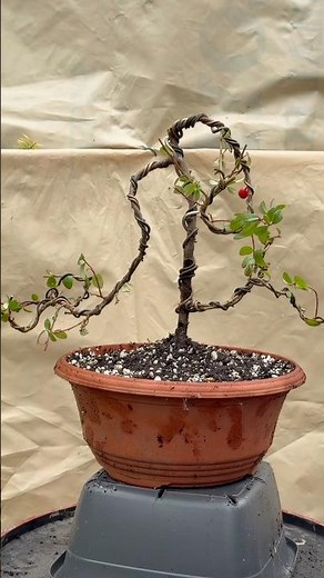 Cotoneaster Bonsai Wiring & Pruning