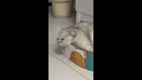 China: Cat chatters after hearing bird-like sound