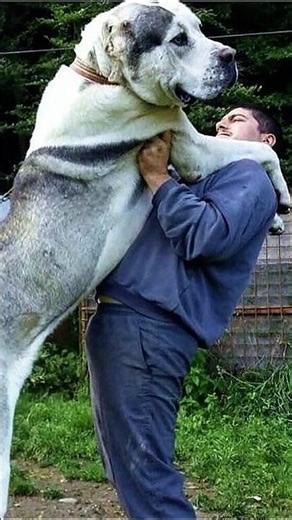 Top 3 Extreme Snow Dog Breeds #ytshorts #facts #dogbreed #top3