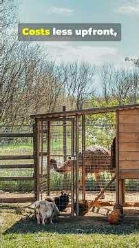 DIY Chicken Coop or Buy Pre-Made (Cost Comparison) #Homesteading #Chickens