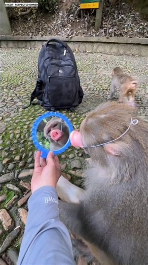 Mask Prank! 🐷😂✨