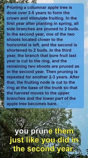 Pruning a Columnar Apple Tree: Expert Tips