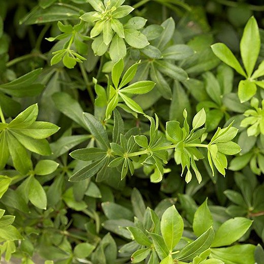 Sweet Woodruff: A Sweetly-Scented Groundcover That Adds Texture in Your Shadiest Garden Corners