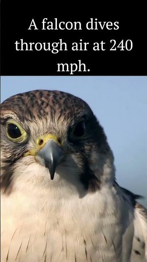 A falcon dives through air at 240 mph