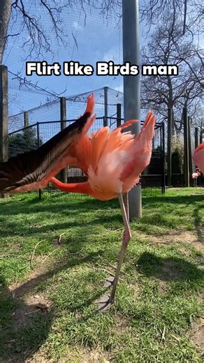 Building a nest takes gains! Check out @birdman_life vegan protein! #birdmanpartner #sponsored #veganprotein | Keith Laue