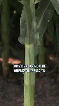 When do crops need potassium?