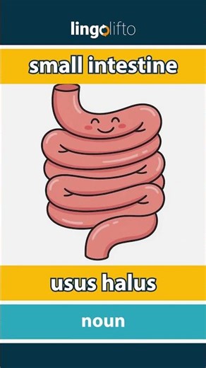 🇬🇧🇮🇩 small intestine - usus halus : learn English : ayo belajar bahasa Inggris : vocabulary builder