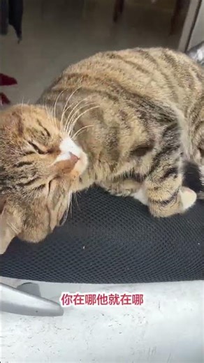 Cute Cat Diary: A Day in the Life