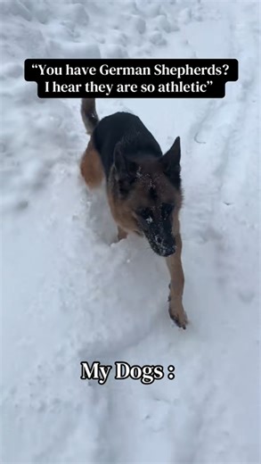 When dogs test your patience