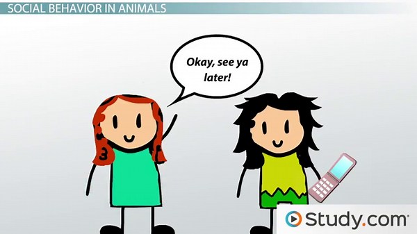 Social Behavior | Definition, Types & Examples