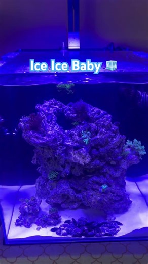 POWER OUTAGE? Be Cool 🧊#aquarium #reeflife #nanoreef