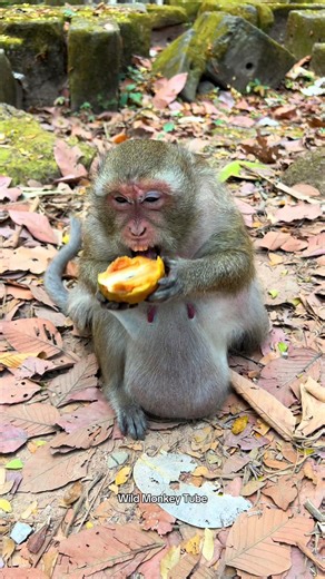 Feeding Wild Monkey Pregnant 🥰🐒 #monkey #animals #wildlife #pregnant #feed
