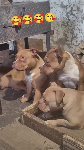 American bully pocket, pocket extreme, standard kochane pieski pozdrawiamy serdecznie i zapraszamy do oglądania filmów #🥰🥰🥰🥰❤️❤️❤️ #😘