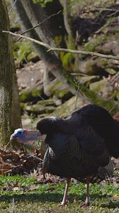 The sounds of spring! #familyfued #spring #gobbler #gobbling #strutter #turkey #turkeyhunting #turkeyseason | Working Class Hunter