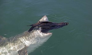 Prospect of being eaten alive presses stress button for Cape seals