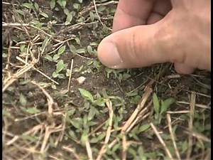 Lawncare University - Crabgrass Control