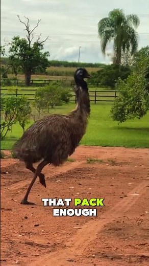Why Emus Are Basically The Modern Day Velociraptors 🦖 #shorts