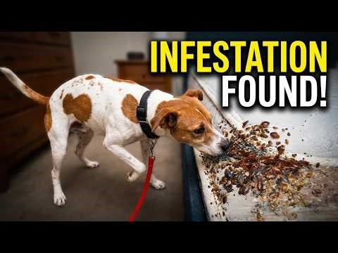 This Is What a Severe Bed Bug Infestations Look Like