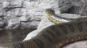 Green Anaconda Eunectes Murinus Portrait Anaconda: วิดีโอสต็อก (ปลอดค่าลิขสิทธิ์ 100%) 1012418303 | Shutterstock