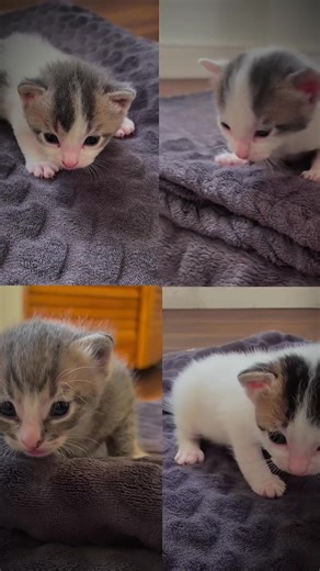 Meet some of our new kittens! They’re currently in foster homes getting lots of love and care before they’re ready for adoption. These cuties aren’t available just yet, but they will be soon.In the meantime, we have so many amazing cats already looking for their forever homes. Visit abandonedpetrescue.org to meet them.We’re always in need of more fosters and volunteers. If you’d like to help, check out our website to get involved. #kittensoftiktok #fosterkittens #catrescue #adoptdontshop