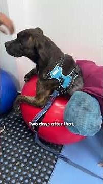 Dumped Dog Gets Hit By A Car — And Does The Impossible | The Dodo