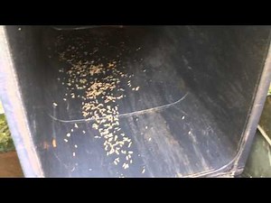 How To Get Rid Of Maggots In My Bin