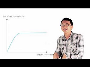 3 4 Effect of enzyme concentration
