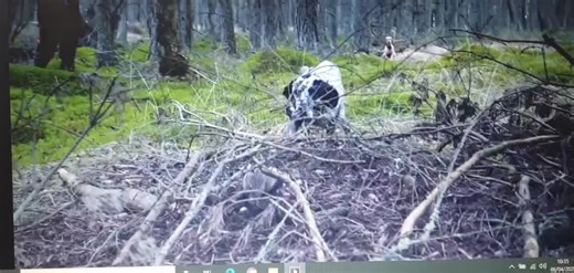 Dog Chasing Wild Boar in Dense Forest