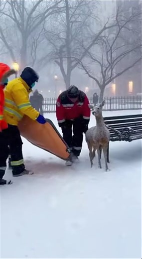 Caught on Camera: Incredible Rescue During Heavy Snowfall #Rescue #RealRescue #RescueTeam #Emergency