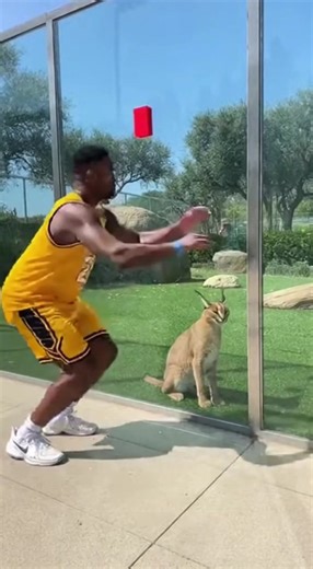 This caracal just showed that basketball player who the real vertical leap champion is! #caracal #verticalleap #wildcat #nature | Animals United