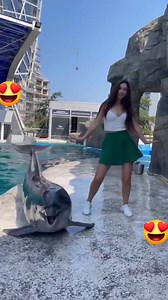 Most Cutest Animal Dolphin🤎🥰 | Love Story