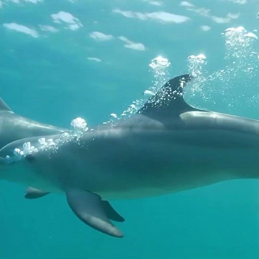 5 Amazing Dolphin Facts You Didn’t Know! 🐬
