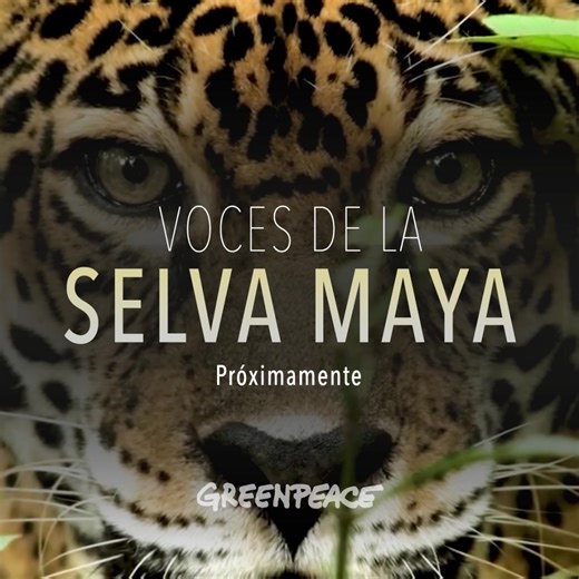 Si perdemos la selva, perdemos todo. el hogar de cientos de especies está siendo destruído. Ayúdanos a detenerlo. Hazte socio con un donativo mensual y recibe acceso exclusivo al documental Voces de la Selva Maya. | Greenpeace México