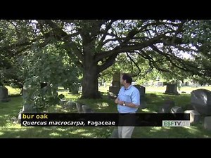 Trees with Don Leopold - bur oak