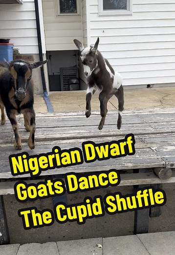 Nigerian Dwarf Goats Perform The Cupid Shuffle
