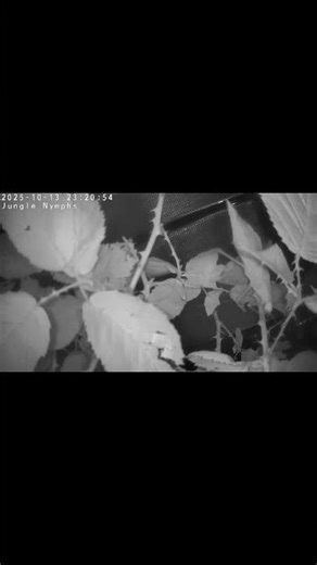 What do Jungle Nymph Stick Insects get up to at night?