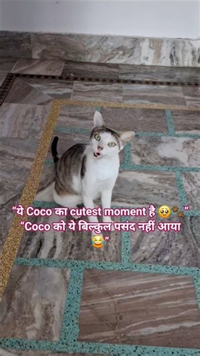 coco ka cutest moment 😍 #Coco #CatShorts #FunnyCats #Cats