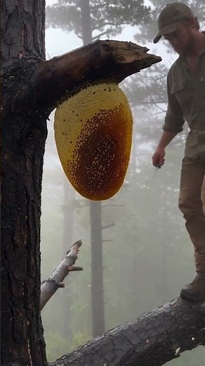 Owen’s Tree Branch Discovery Ends With a Golden Pour 🍯