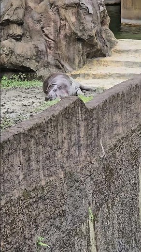 侏儒河馬Pygmy Hippo/Taipei Zoo
