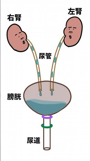 【尿路】尿の生成〜排出まで