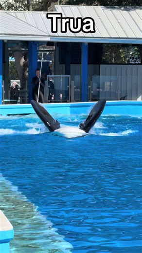Orca Playtime: Trua at SeaWorld Orlando