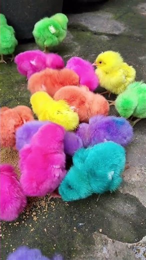 Ayam Warna Warni Ceria #ayampelangi #colorfulchickens #ayamwarnawarni