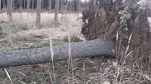 Uprooted Large Tree On Groung Rootstock Stock Footage Video (100% Royalty-free) 13165697 | Shutterstock