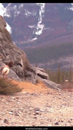 33K views · 469 reactions | Young Bighorn Ram Isolating Ewe During the Rut | Wildlife On Video | Facebook