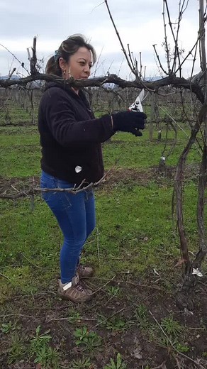 Vineyard Work Essentials: Attire and Safety Tips