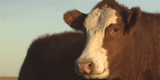 75-year-low: National cattle inventory drops to historic level