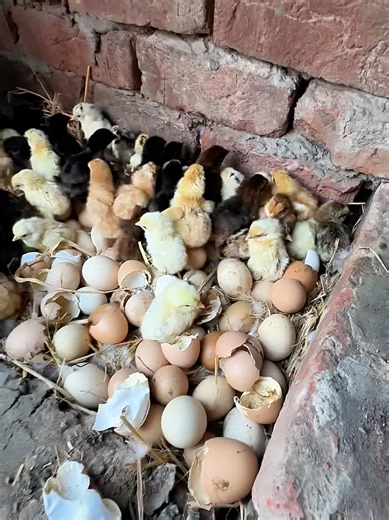 So Many Baby Chicks Have Hatched 🐣🐥 | All Eggs Are Cracked! 💛 #Incubator #BabyChicks #EggHatching #Hatching #FarmTok