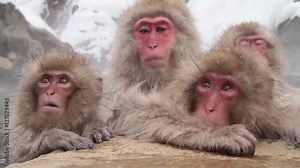 A snow monkey that enters a hot spring in winter. In Nagano Prefecture Jigokudani hot spring in Japan, wild monkeys enter hot springs.